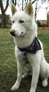 Passion - Mâle (2 ans)