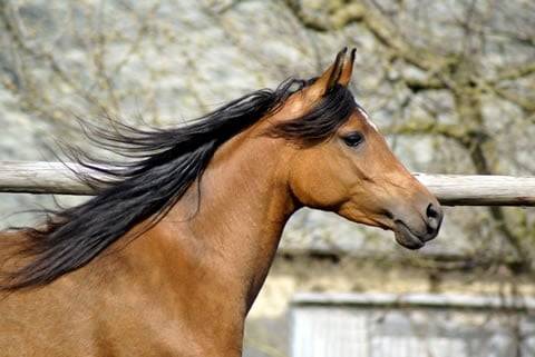 Magic Sunshine - (3 ans)