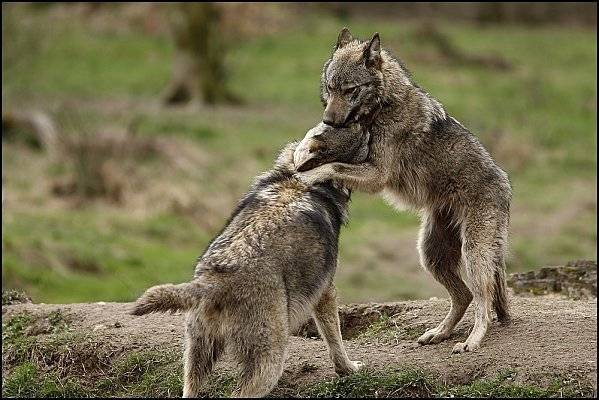 Manuelle et Avaria loups gris -