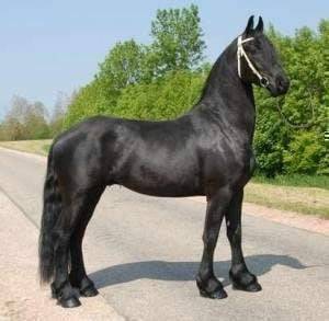 Stormy Blossom - (6 ans)
