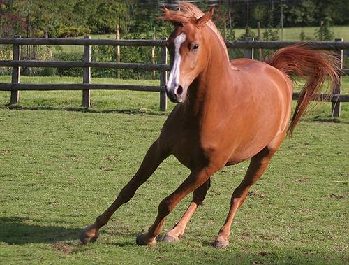 Topper - Mâle (5 ans)
