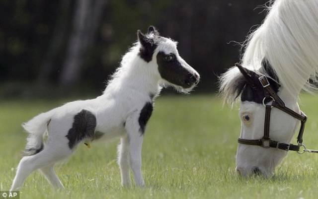 einstein :le plus petit cheval au monde! - Mâle (1 mois)