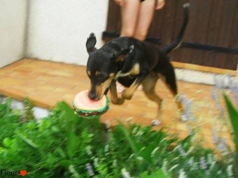 Fleur - Femelle (3 ans)