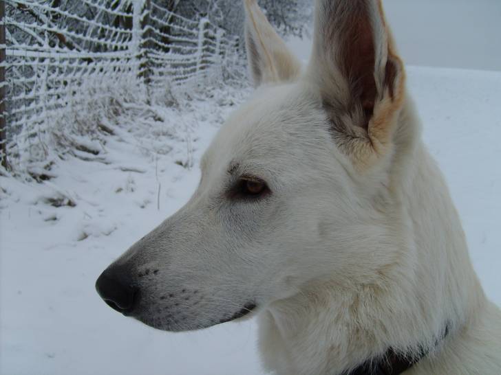 Hugo - Mâle (5 ans)