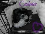 Cadence - Femelle (5 ans)