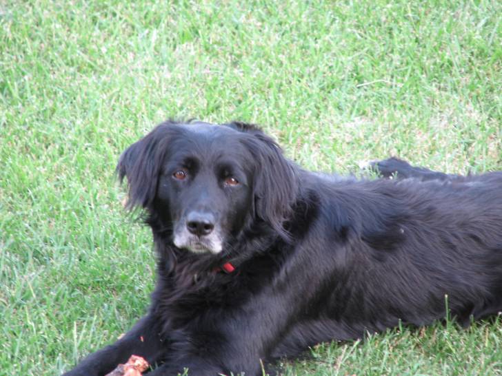 Ibuc - Mâle (7 ans)