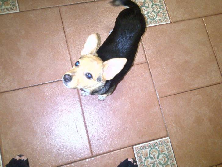 petzo - Mâle (2 ans)