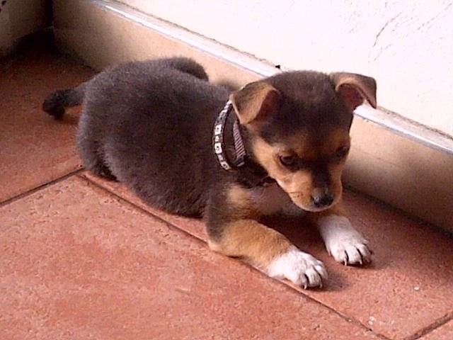 petzo - Mâle (2 ans)