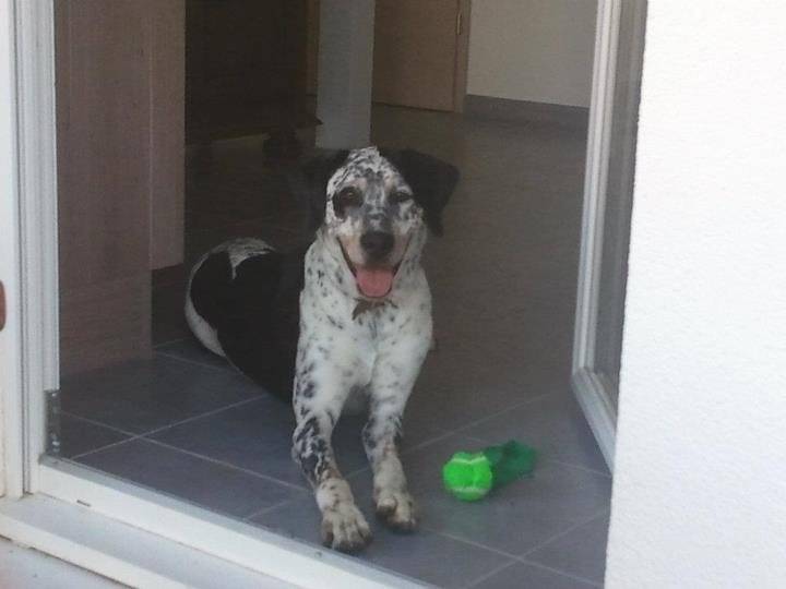 Tchupi - Mâle (2 ans)