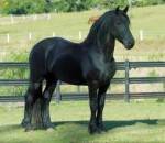 Lazia - (2 ans)