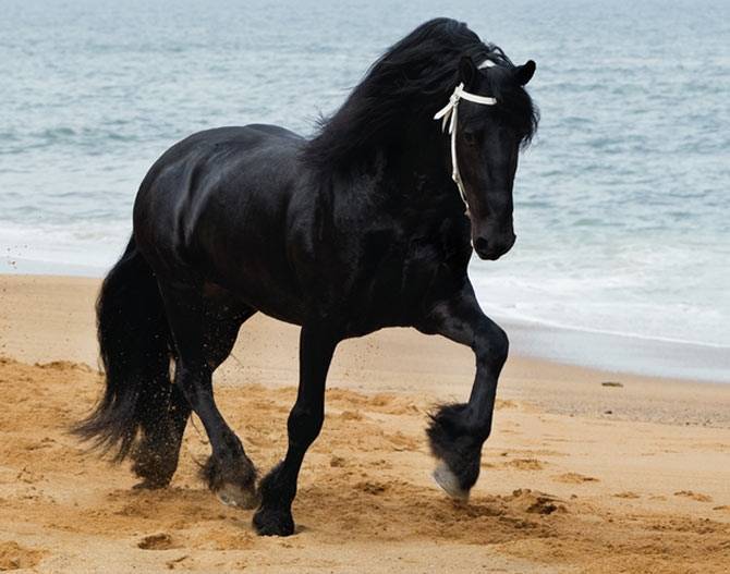 FRISON 4 - Mâle (5 ans)
