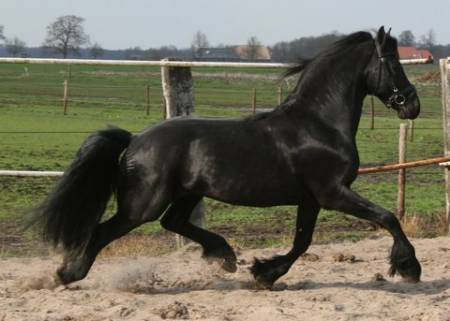 FRISON 3 - Mâle (5 ans)