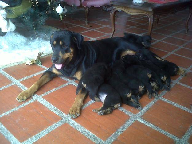 Mei - Femelle (3 ans)