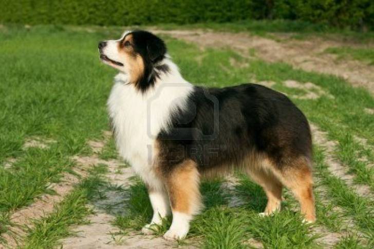 merle - Femelle (4 ans)