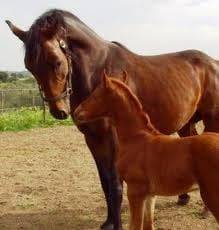 Caballo -