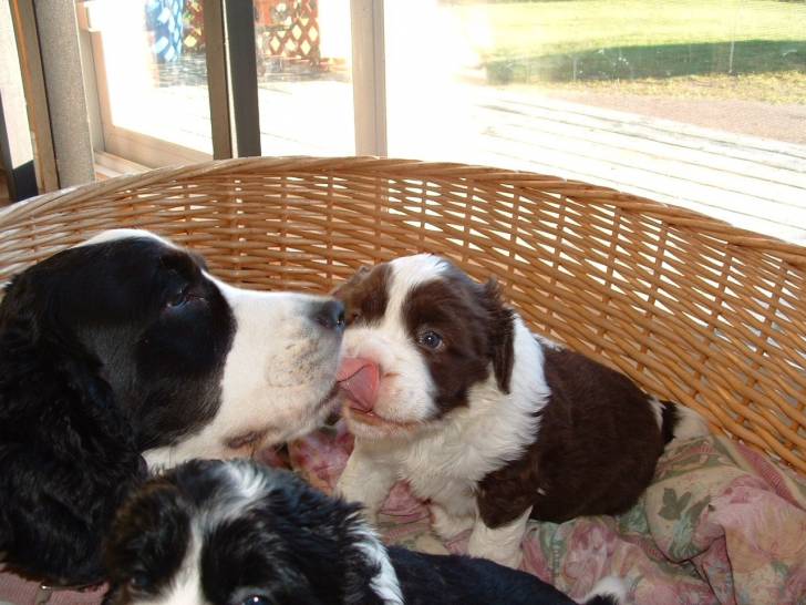 Lexie - Femelle (3 ans)