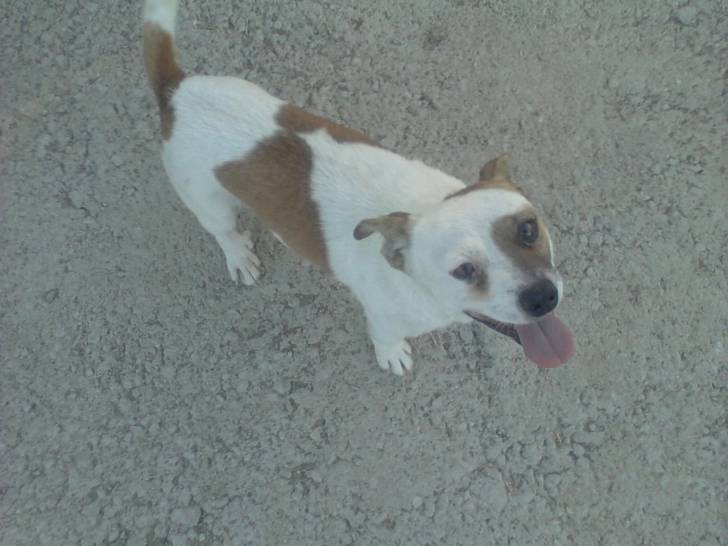 farruquito - Mâle (3 ans)