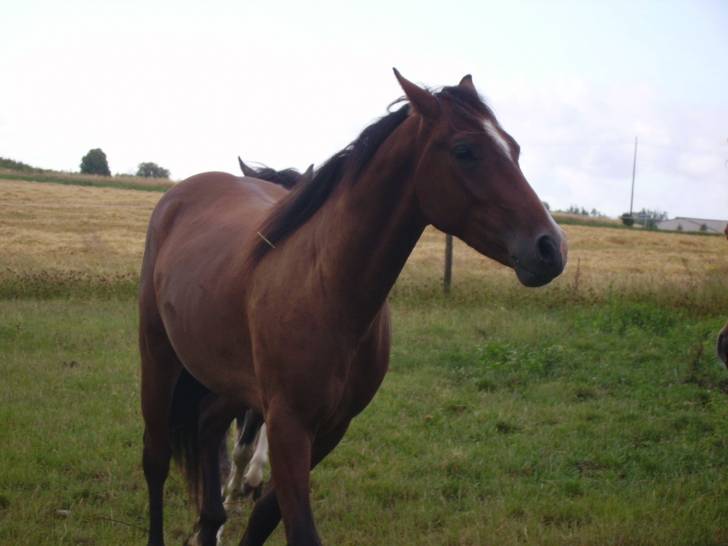 sunday - Mâle (8 ans)