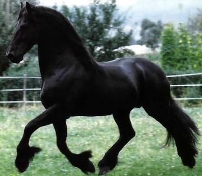 rocki - (2 ans)