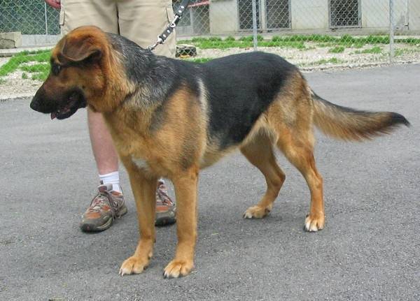 Orphie - Femelle (13 ans)