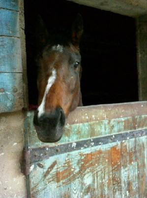 Tropica - (4 ans)