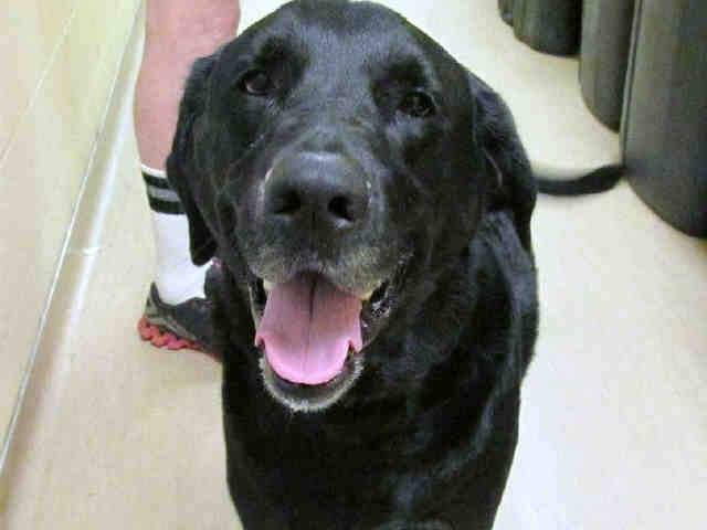 Shadow - Mâle (5 ans)