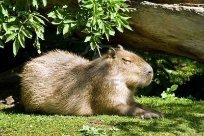 capybara - Photo internet -
