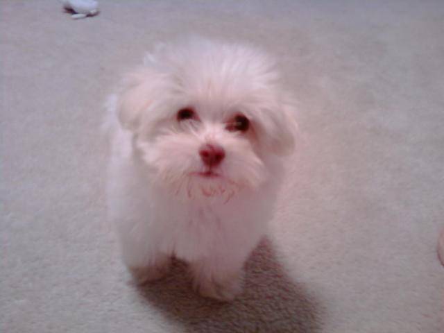 Baby Molly - Femelle (6 mois)