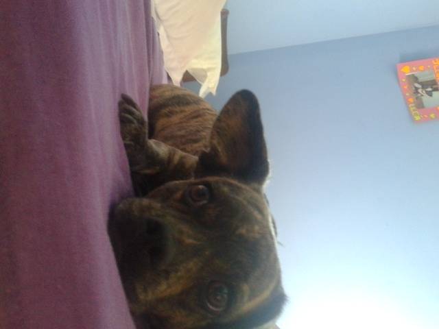 Lupe - Femelle (2 ans)