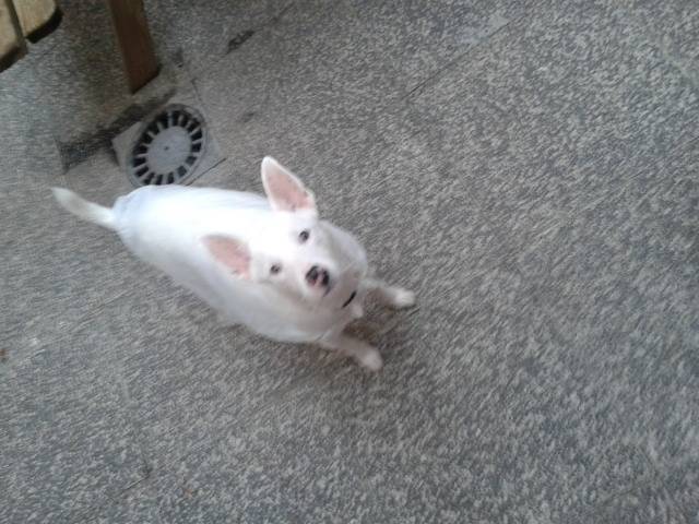 Kala en la lluvia - Femelle (3 mois)