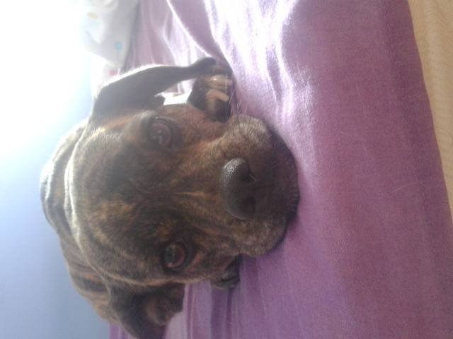 Lupe - Femelle (2 ans)