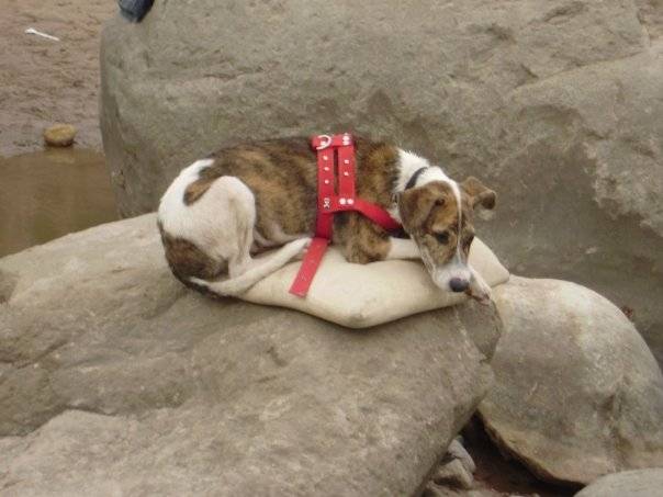 ruso - Mâle (3 ans)