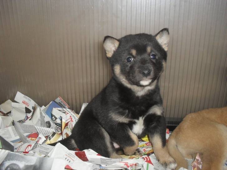 rol - Mâle (2 mois)