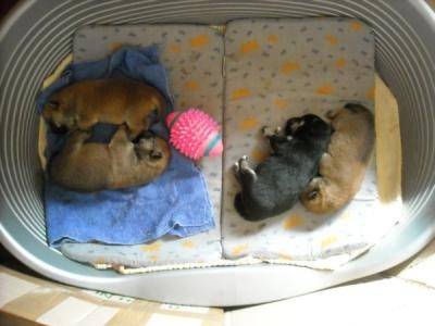 vhk,jc - Mâle (1 mois)