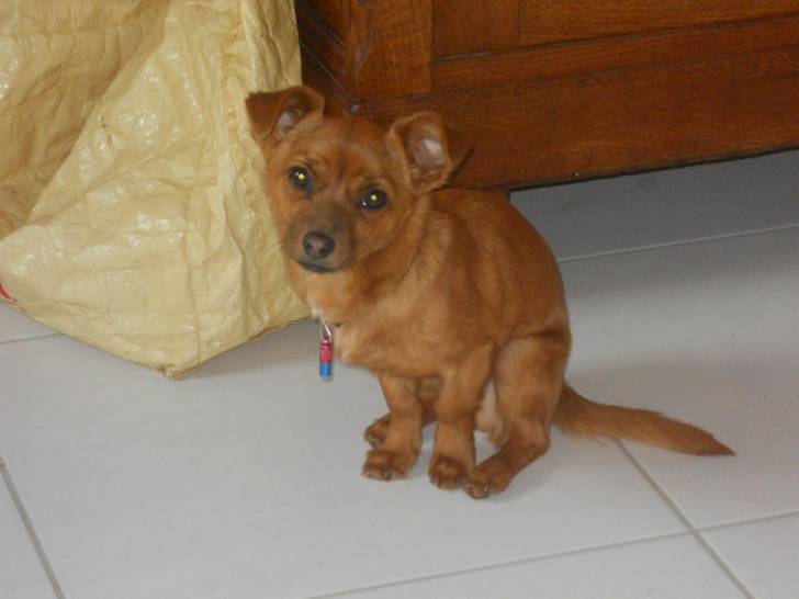 Goliath - Mâle (1 an)