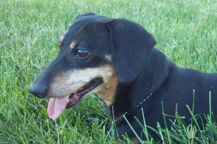 Chorizo - Mâle (Autre)