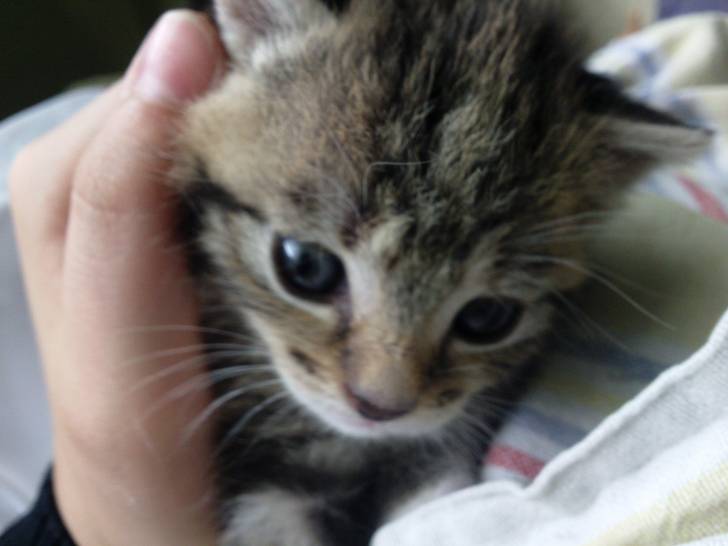 Chaton - (1 mois)
