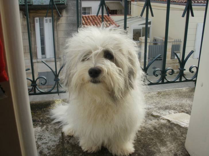 Cachou - Mâle (3 ans)