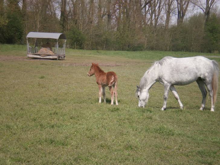 Délice et Valseuse -