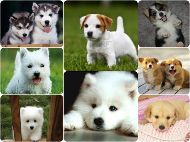 Dogs -