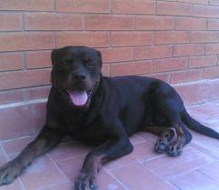 Kalebya -