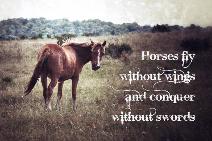 the reason horses are so peaceful - Mâle (1 an)