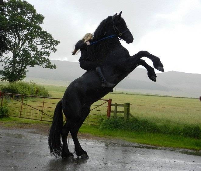 My horse Deblo - Mâle (3 ans)