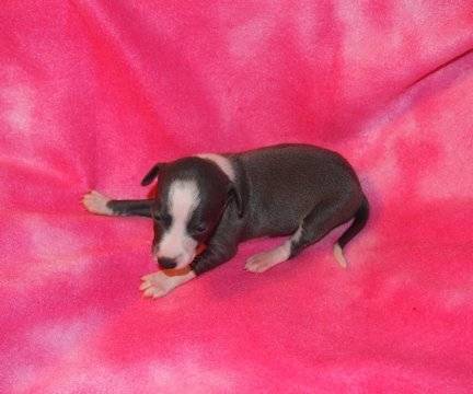 Gabie - Piccolo Levriero Italiano (1 mois)