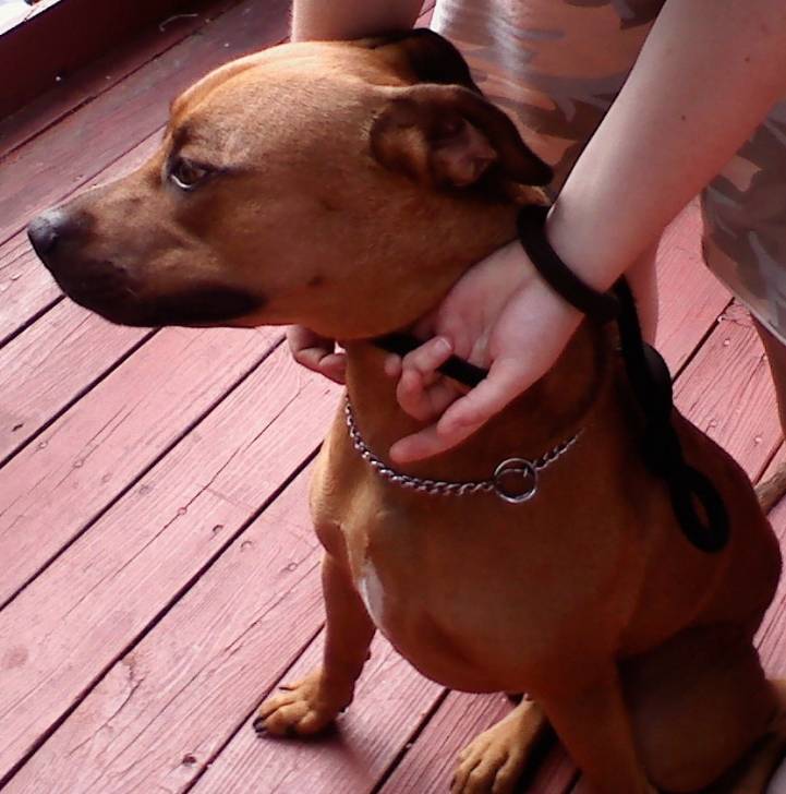 Dallas - Mâle (6 ans)