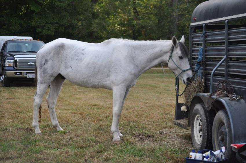 Shadow - Mâle (6 ans)