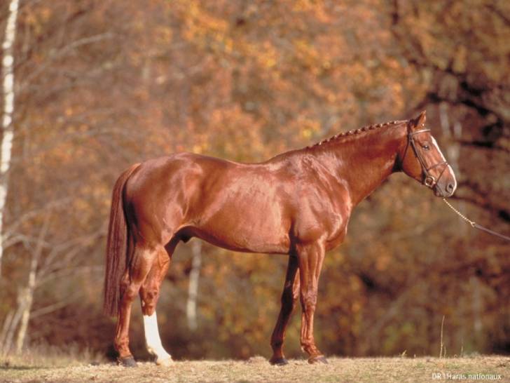 sunfly - Mâle (4 ans)