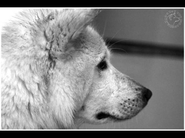mon chien préféré - Mâle (5 ans)