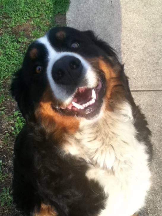 Shelby - (5 ans)