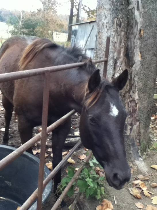 Junie - (5 ans)